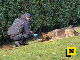 Colico. Bocconi avvelenati in località Laghetto, si raccomanda la massima prudenza Carabinieri Forestali Bonifica bocconi avvelenati Lecco viale montegrappa febbario 2024