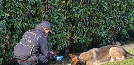 Colico. Bocconi avvelenati in località Laghetto, si raccomanda la massima prudenza Carabinieri Forestali Bonifica bocconi avvelenati Lecco viale montegrappa febbario 2024