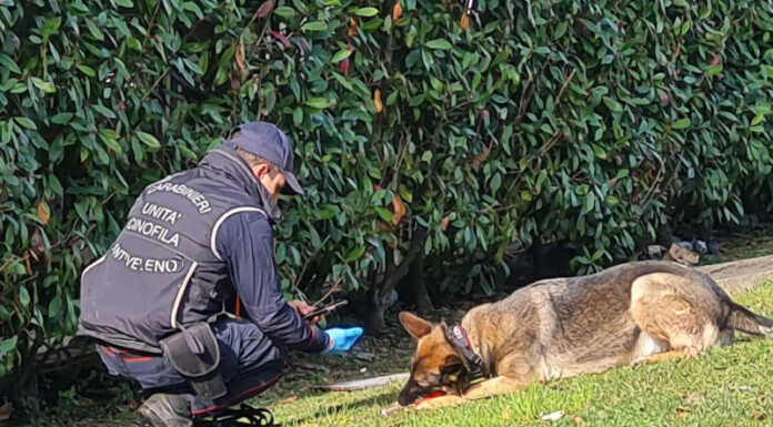 Colico. Bocconi avvelenati in località Laghetto, si raccomanda la massima prudenza Carabinieri Forestali Bonifica bocconi avvelenati Lecco viale montegrappa febbario 2024