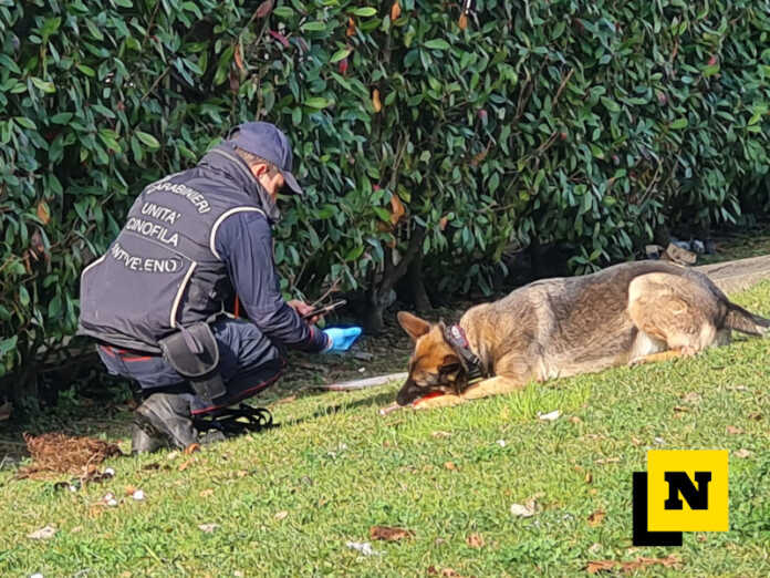 Carabinieri Forestali Bonifica bocconi avvelenati Lecco viale montegrappa febbario 2024 (6) Carabinieri Forestali Bonifica bocconi avvelenati Lecco viale montegrappa febbario 2024