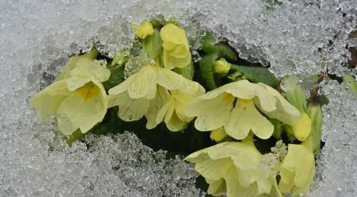 Sotto la neve dei Resinelli… i fiori. Le foto di Mauro Lanfranchi fiori_neve_mauro_lanfranchi_20240229