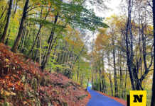 Mappatura foreste periurbane: rischi e resilienza al cambiamento climatico