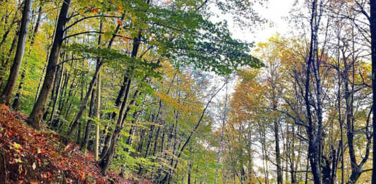 Mappatura foreste periurbane: rischi e resilienza al cambiamento climatico