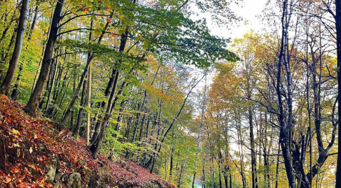 Mappatura foreste periurbane: rischi e resilienza al cambiamento climatico