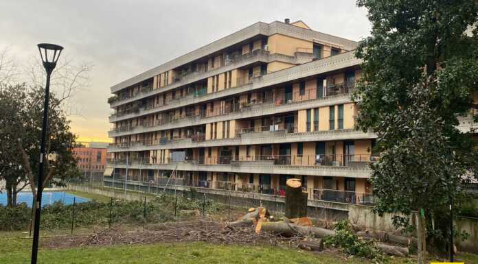 Al via gli abbattimenti al parco Eunice Kennedy Shriver, presto nuovi alberi parco sportivo Eunice Kennedy Shriver taglio alberi_20240201