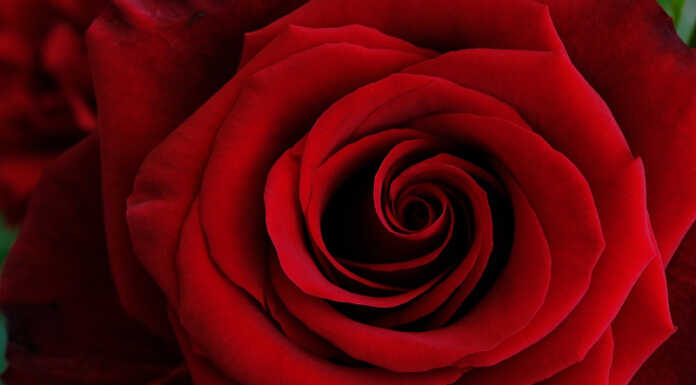 Fiori del Lario per S. Valentino: regalo che fa bene al cuore e all’economia locale rose rosa rossa san valentino