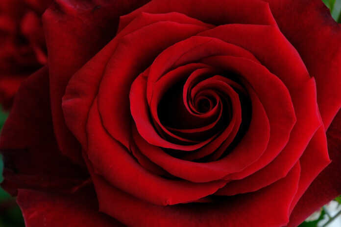 rose rosa rossa san valentino