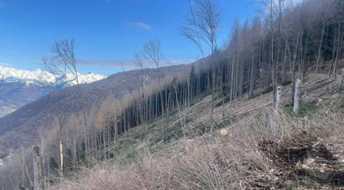 Bellano. Il coleottero bostrico dell’abete invade la pecceta di Tedoldo