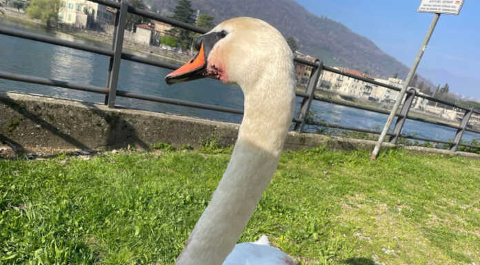 Cigno ferito in strada, intervento dell’assessore Cristina Valsecchi Cigno ferito calolzio