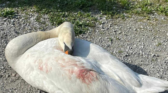 Lettere. Cigno salvato a Calolzio: “Non è solo empatia: è un senso civico” Cigno ferito calolzio