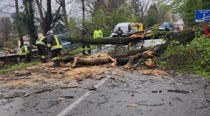 Maltempo, albero cade lungo la Sp 51 a Barzanò