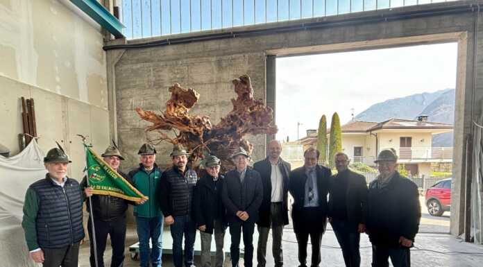 Valmadrera. La Radice d’Ulivo di Vassena come simbolo di resilienza per Alzano Radice Ulivo Agostino Vassena Alzano Lombardo Valmadrera