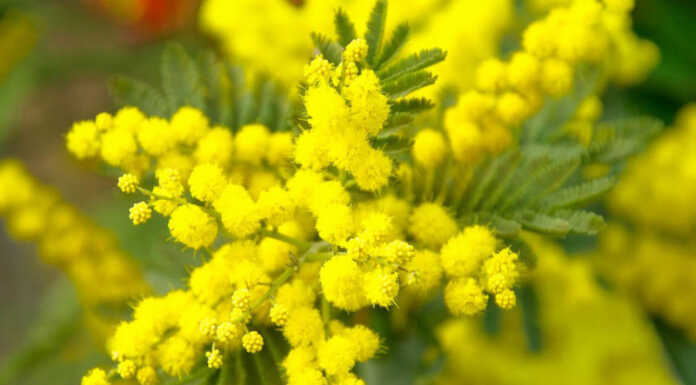 Osnago: le iniziative per la Giornata Internazionale della Donna festa della donna mimosa