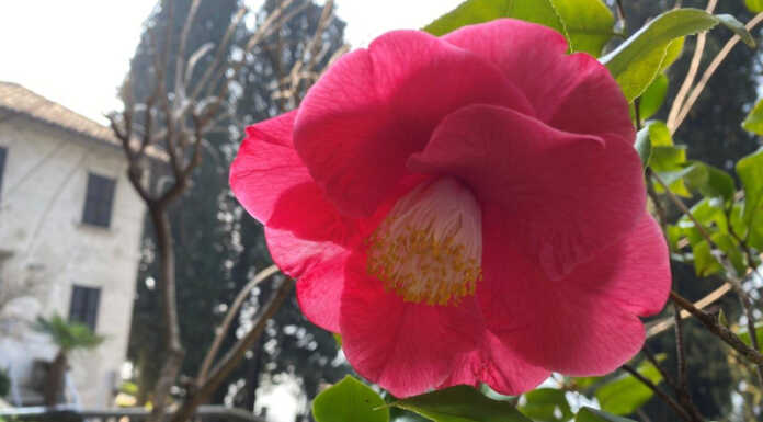 Camelie sul Lario, a Villa Monastero lo spettacolo delle fioriture villa monastero camelie