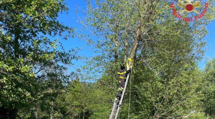 Forte vento. Barca rompe gli ormeggi a Lierna, tante chiamate ai Vigili del Fuoco Pianta pericolante a Galbiate