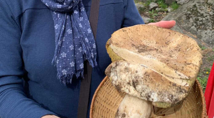 Che sorpresa in Val Codera! Fungo porcino da 550 grammi e non è un Pesce d’Aprile Silvia fungo Porcino Val Codera Aprile 2024