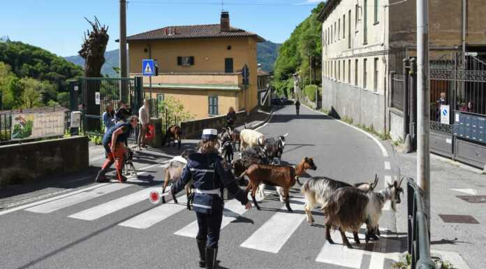 La “magia” della transumanza a Laorca: pecore e capre attraversano il rione Transumanza a Laorca