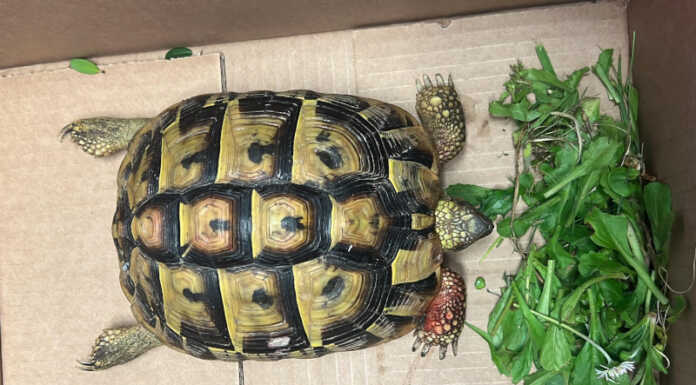 Tartaruga salvata all’impianto di Seruso a Verderio: era finita tra i rifiuti