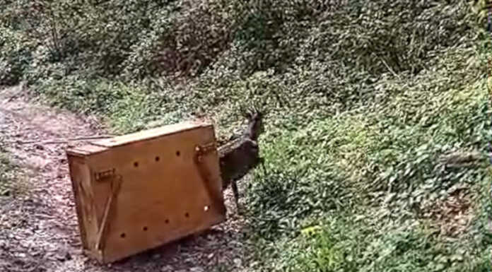 Viganò, la Polizia Provinciale soccorre un capriolo in difficoltà capriolo liberato