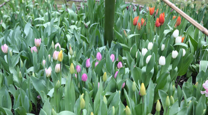 Centinaia di tulipani in fiore al giardino botanico di Villa de Ponti fioritura tulipani villa de ponti