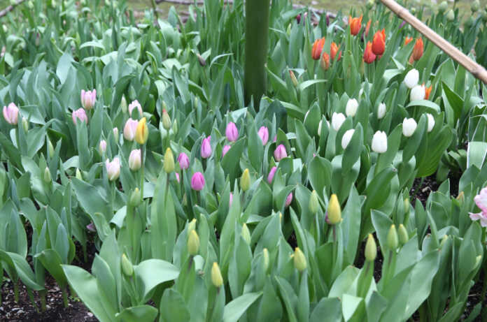 fioritura tulipani villa de ponti