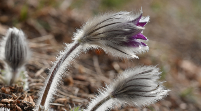 Fotografia. Mauro Lanfranchi in gara con uno scatto di una Pulsatilla montana