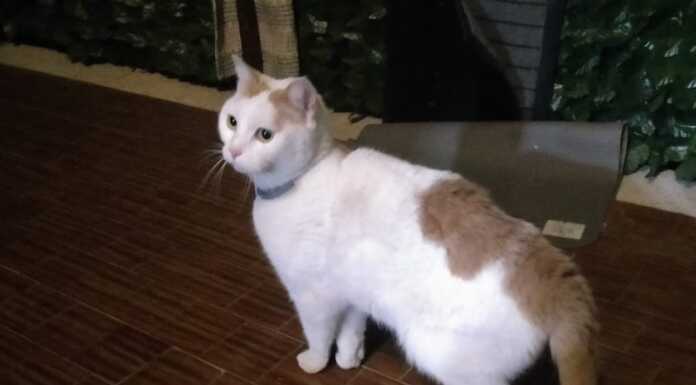 Abbadia. Gatto senza padrone nei condomini Bolis, l’appello per ritrovare i proprietari gatto smarrito abbadia