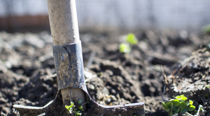 Lombardia, il Consiglio regionale approva all’unanimità la legge sull’ortoterapia