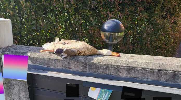 Pescate. Germano morto sopra la cassetta della posta, avvisati i Carabinieri germano morto-pescate