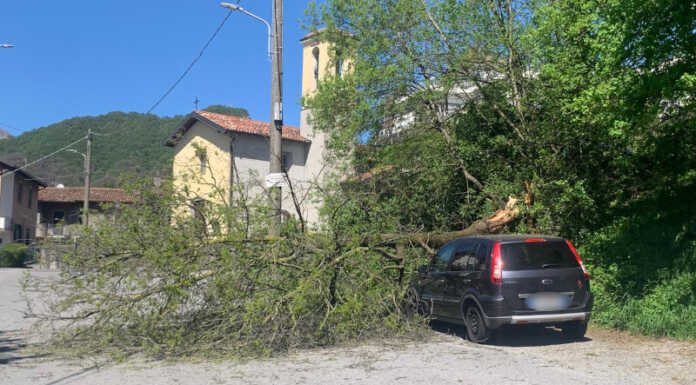 Malnago. Una pianta cade sulla strada a causa del forte vento pianta caduta per il forte vento a Malnago Lecco
