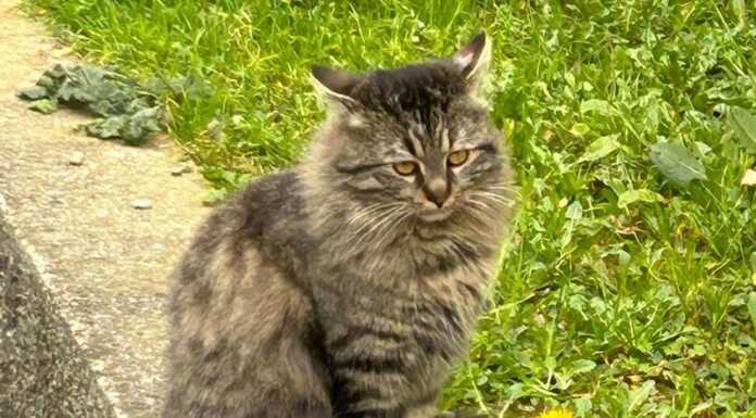 Maggianico, appello per ritrovato Tigro, gatto scomparso dieci giorni fa Tigro