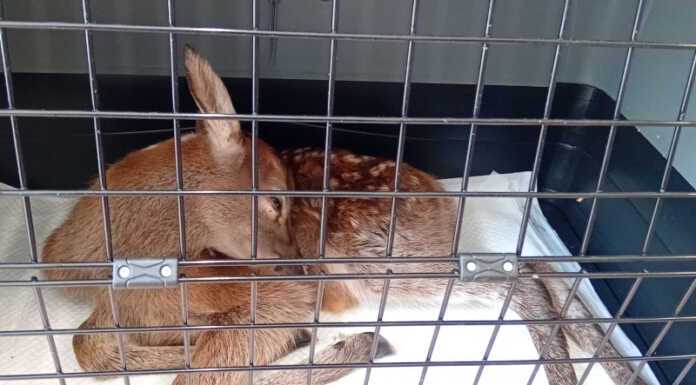 Colico. La Polizia provinciale soccorre un cucciolo di cervo ferito Cucciolo di cervo ferito a Colico