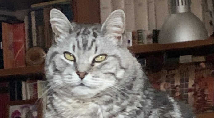 Si cerca il micio Etabeta, scomparso da via Seminario a Lecco Micio Etabeta