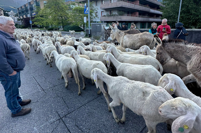 Transumanza a Lecco 18 maggio 2024