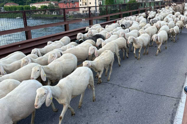 Transumanza a Lecco 18 maggio 2024