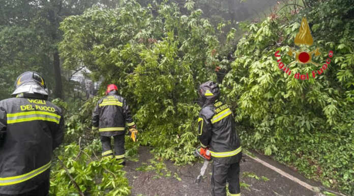 Maltempo e pioggia: numerosi interventi dei Vigili del Fuoco nel Lecchese Maltempo Alberi Caduti VVF