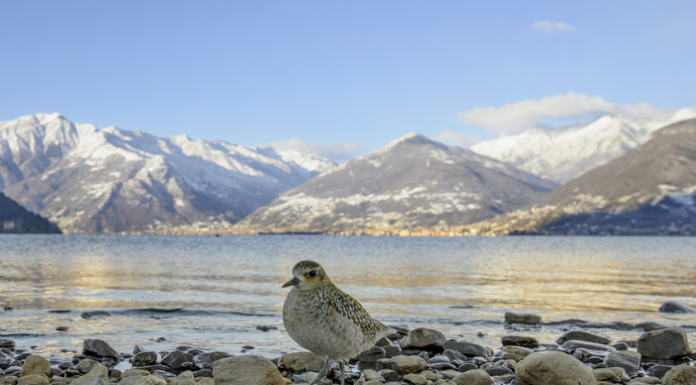 Wwf Lecco, premiati i fotografi del concorso “Meraviglie Lariane”
