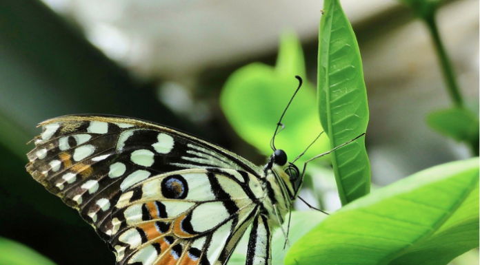 Bioblitz Lombardia, alla scoperta del mondo delle farfalle