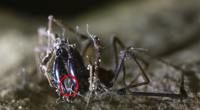 Lario Reti Holding. “MicroplastiCave”, studio sulle microplastiche nelle grotte