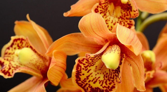 Wwf Lecco. A Villa Bertarelli una serata alla scoperta delle orchidee