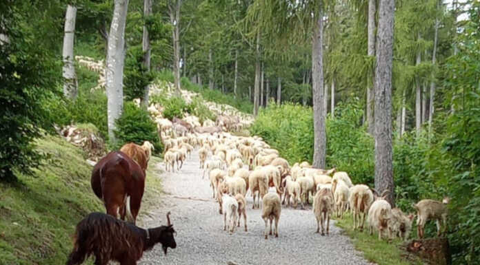 Piani Resinelli, nei pascoli del Parco Valentino sono arrivate le pecore Le percore al Parco Valentino ai Piani Resinelli