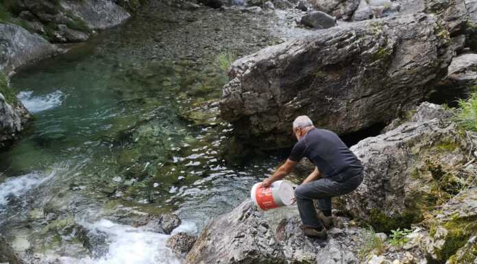 Fipsas di Lecco, immessi 700 kg di trote nei torrenti lecchesi Semina_trote_torrente_20240628