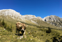 Agricoltura montana: da Regione quasi 500mila euro per le aziende lecchesi Alpeggio