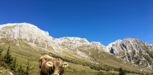 Agricoltura montana: da Regione quasi 500mila euro per le aziende lecchesi Alpeggio