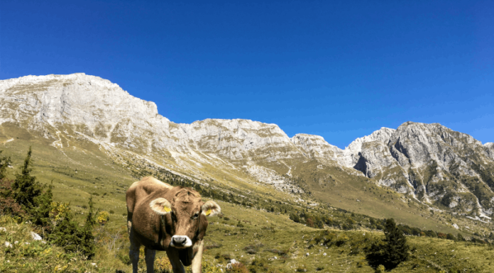 Agricoltura montana: da Regione quasi 500mila euro per le aziende lecchesi Alpeggio