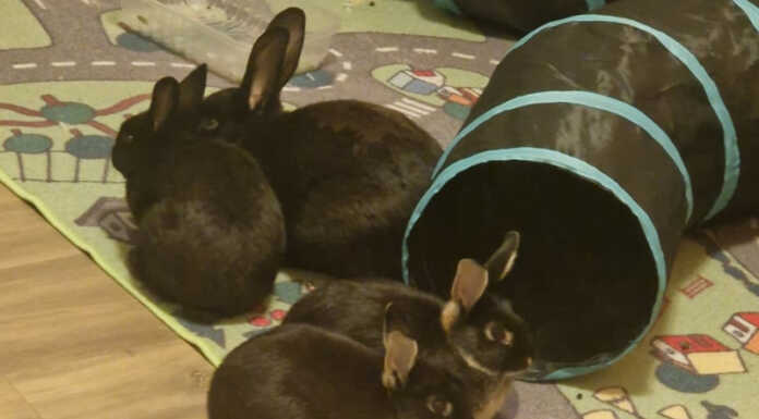 Coniglietti ritrovati in un parco a Civate, l’appello di Ats Brianza per trovargli una casa coniglietti adozione civate