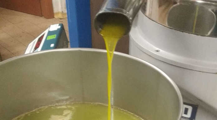 Olivicoltura lariana, un’annata “senza infamia e senza lode” Olio Frantoio Biosio