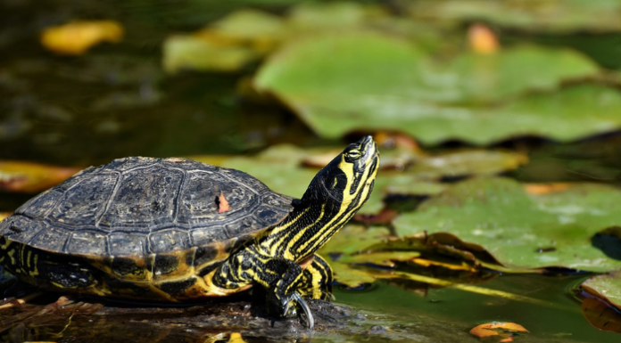 A Molteno ritorna il “Tarta-Day”: una giornata per le tartarughe di Villa Rosa