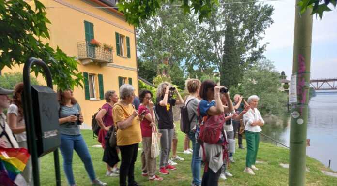 Con il Cros Varenna una passeggiata a Lecco per ammirare i rondoni rondone_passeggiata_lecco_cros_varenna_20240608