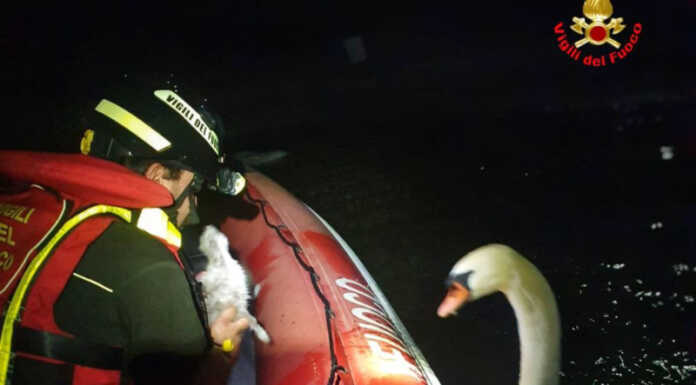 Impigliato nel filo da pesca, i Vigili del Fuoco salvano un cucciolo di cigno Le operazioni di soccorso sotto gli occhi vigili dei genitori del piccolo cigno